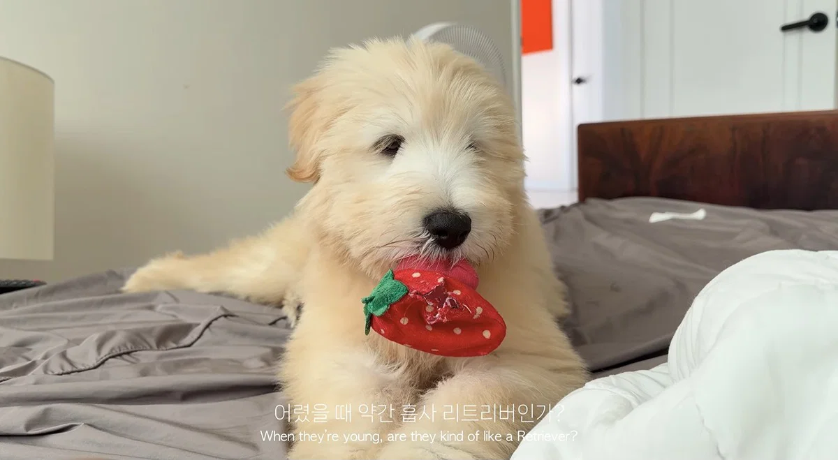 마치 참쌀선과 쌀로별같이 생긴 던네 아는 강아지 햇반이 (3)