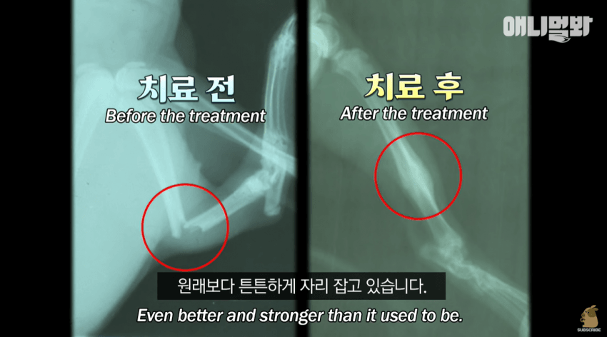 싱글벙글 자신을 치료해준 아재를 불길속에서 구한 털바퀴 (15)