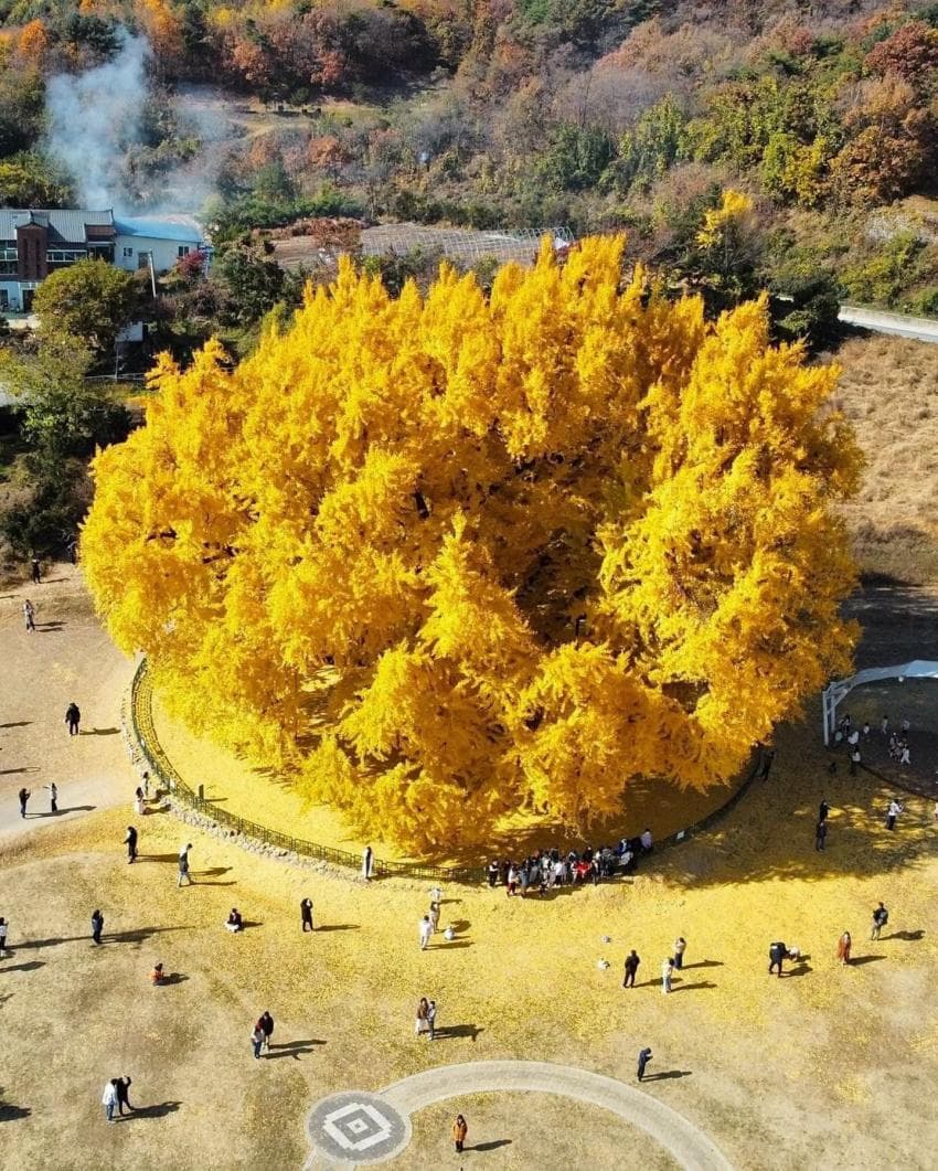 800살 은행나무 거짓으로 밝혀짐 (7)