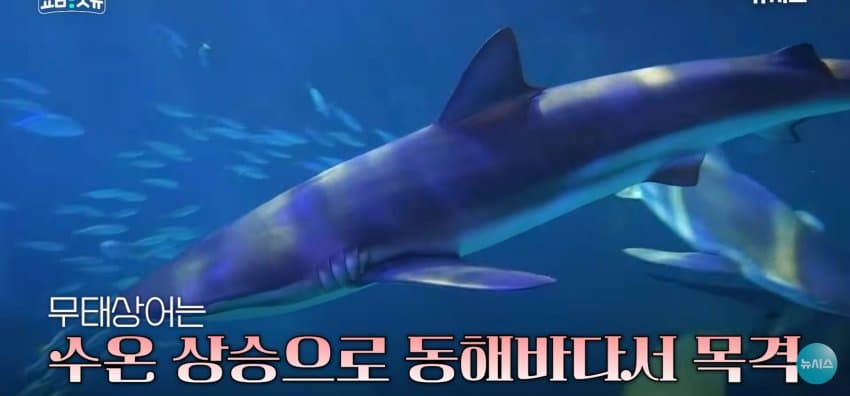 상어 한마리에 3만명 몰려, 부산 명소가 된 북항 (35)