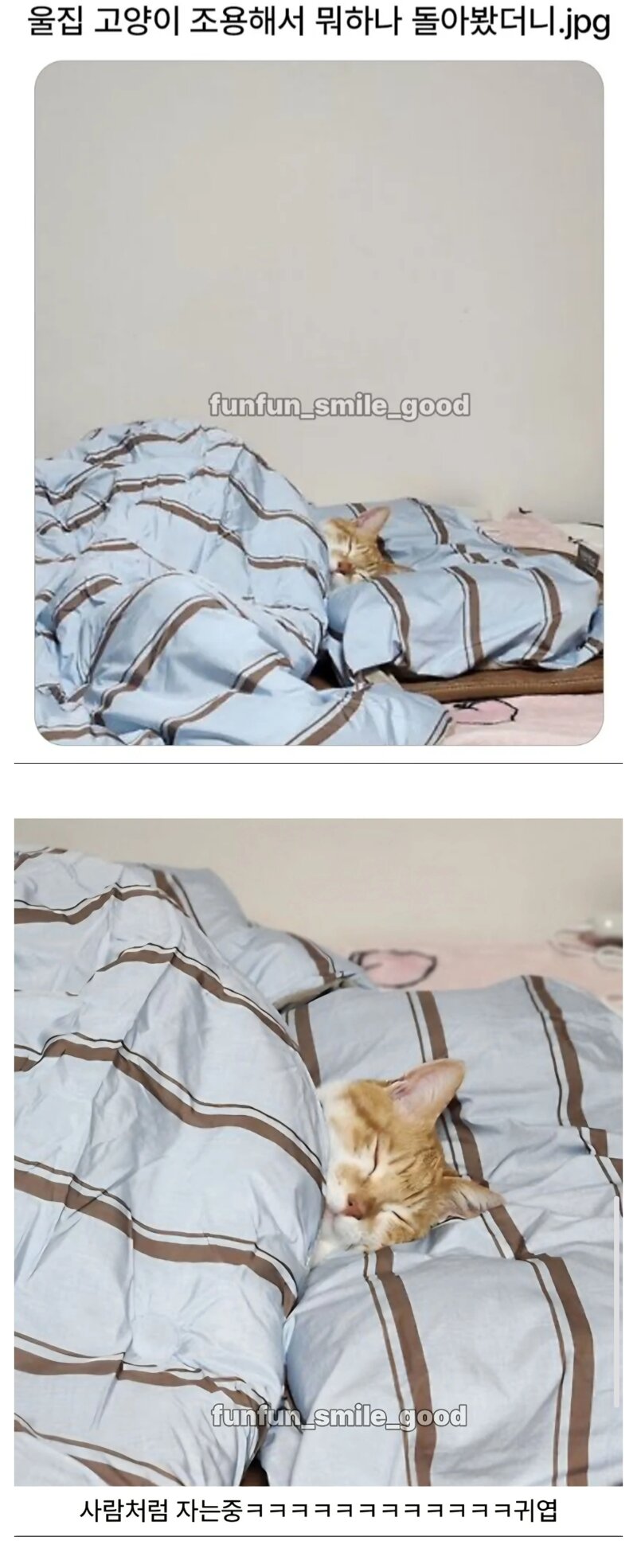 울집 고양이 조용하길래 뭐하나봤더니