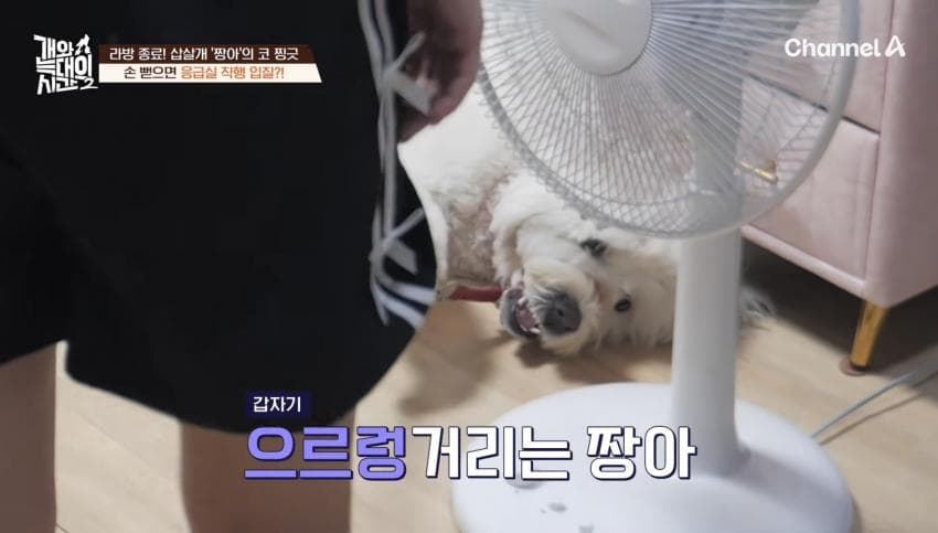 싱글벙글 반려견이 스트레스 받는데도 방송 촬영은 멈출 수 없다는 보호자 (4)