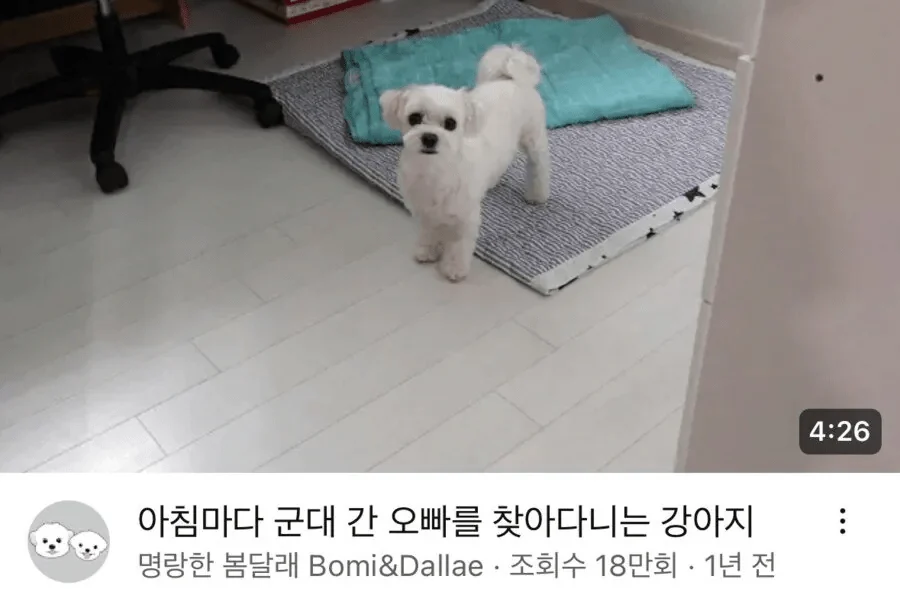 군대간 주인님이 돌아오자 초흥분했다는 강아지..
