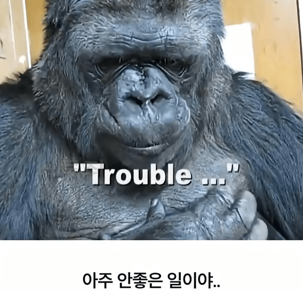 세계 최초로 수어를 이용해 인간과의 대화에 성공한 고릴라 (14)