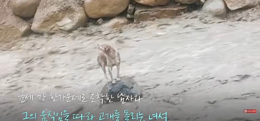 불어난 급류에 강아지 구하러 뛰어든 남자 (10)