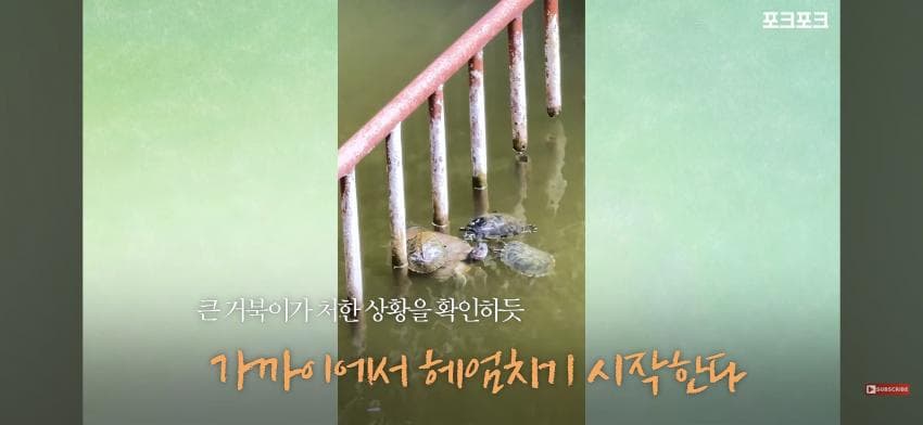 감동감동 큰 거북 곤경에 처하자 작은 거북들,얘들아 모여! (6)