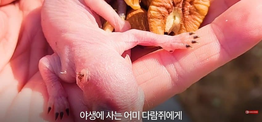 어미 다람쥐에게 갈곳 잃은 새끼 보여줬더니.. (11)