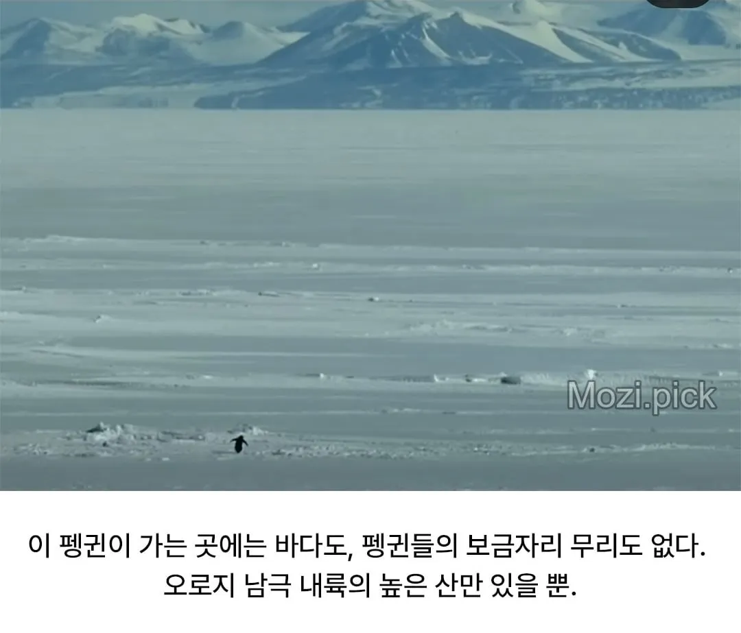모든 펭귄이 바다로 갈 때, 혼자 산으로 가는 펭귄