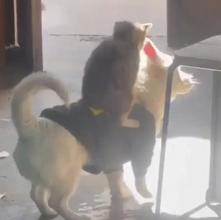 강아지 등 위에 찰싹 달라붙어서 절대 떨어지지 않는 고양이.