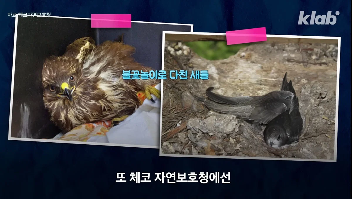 새들에겐 거의 전쟁난 수준이라는 불꽃축제 (32)