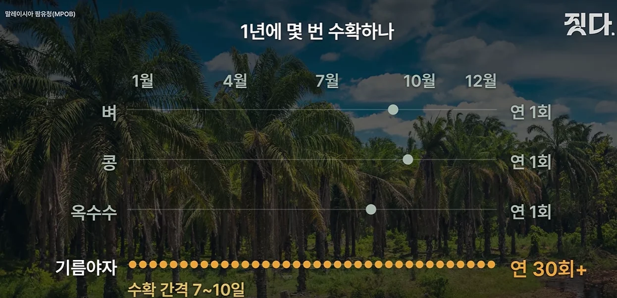 팜유가 세계 식용유 시장에서 절대 강자인이유? (2)