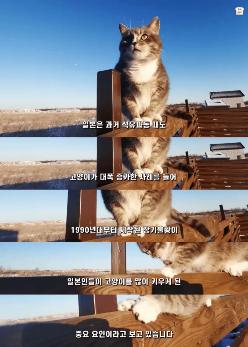 일본인들이 개보다 고양이를 더 많이 키우는 이유