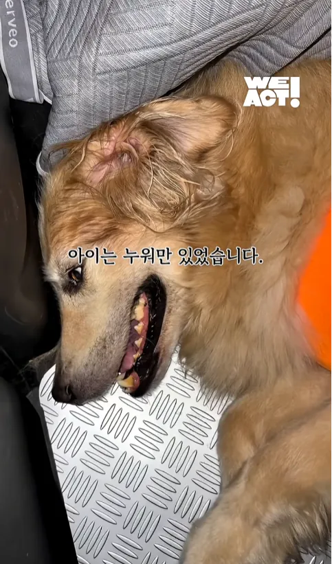 빡침주의) 폭염속 차 안에 살던 리트리버 카도 (4)
