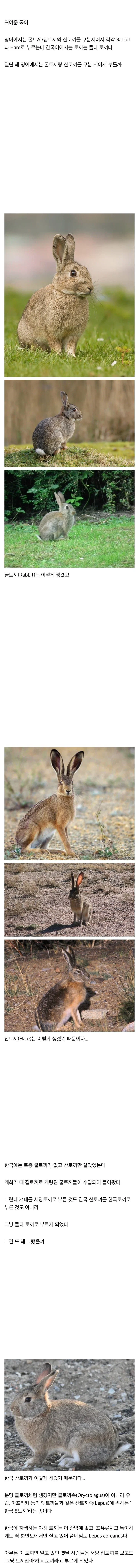 영어에서 굴토끼(rabbit)와 산토끼(hare)를 구별하는 이유