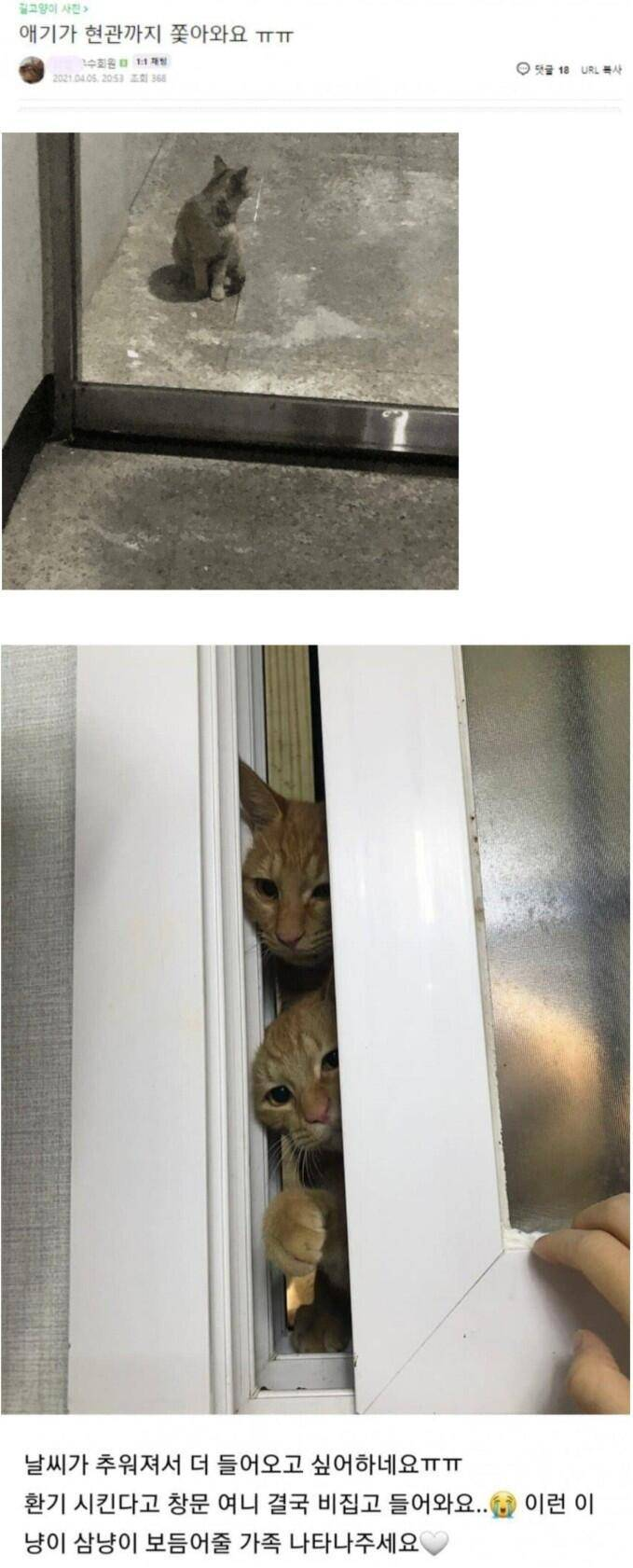 캣맘들이 진짜 발작하는 행동