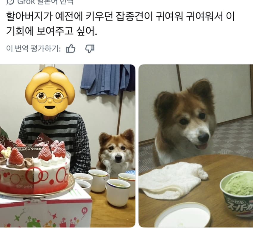 싱글벙글 너무 섞여서 잘 모르겠는 잡종견 사진집이 갖고 싶어 (7)