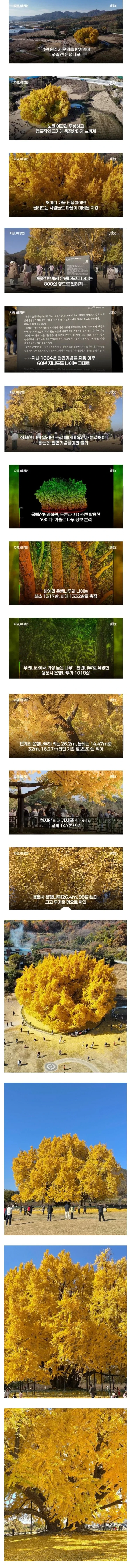 800살 은행나무라고 작년 핫했던 반계리 은행나무 나이 구라로 밝혀져