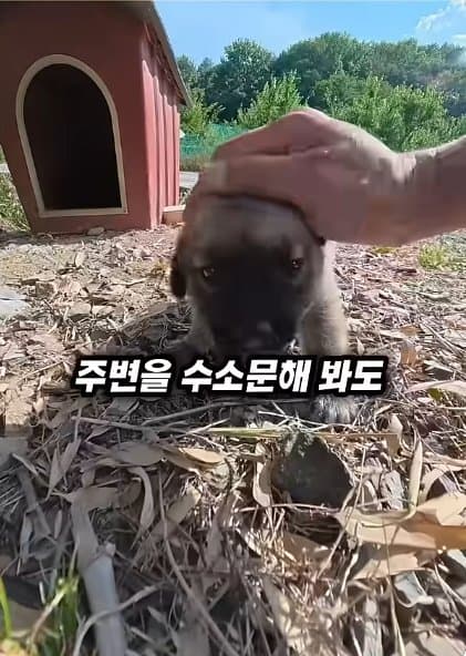 조회수1500만 견주 허락 없이 1개월 아기 강아지 그늘막 설치 사연, (17)