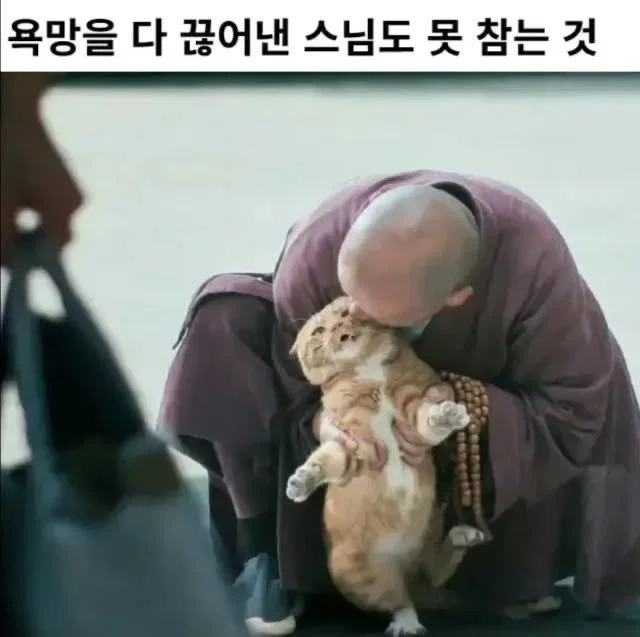 미용실 보냈는데 푸들이 실종되고 아기양으로 돌아왔습니다 (66)