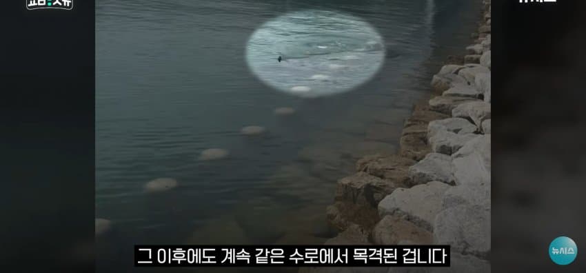 상어 한마리에 3만명 몰려, 부산 명소가 된 북항 (25)