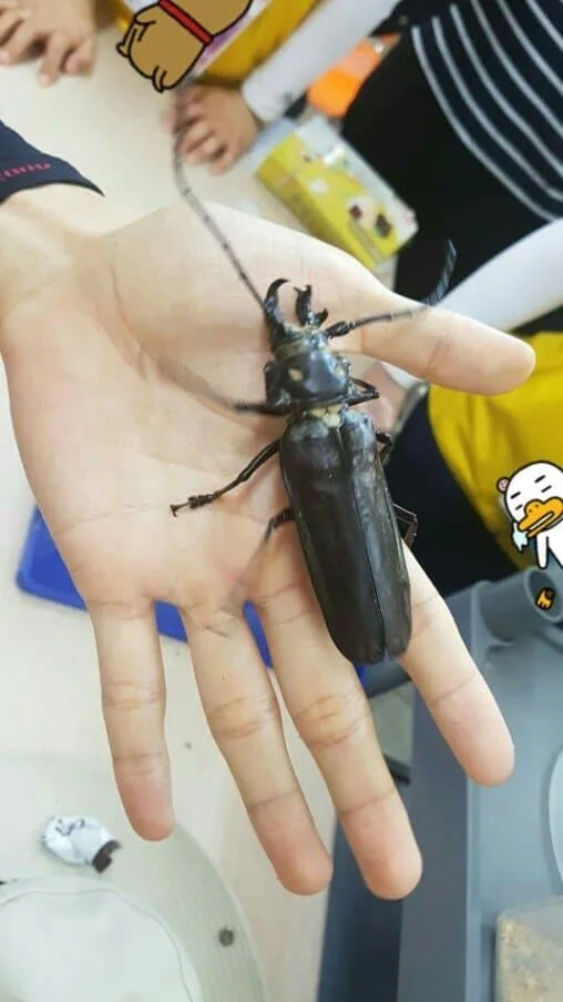 한반도에서 가장 큰 곤충