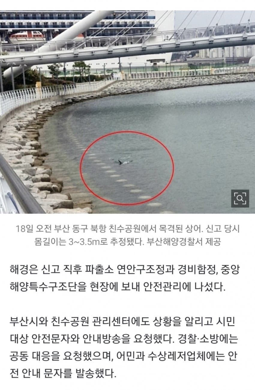 부산 북항에 3~4m길이 상어 출몰ㄷㄷ (2)