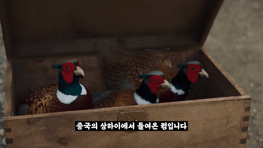 왜 거문도에는 영어 사투리가 존재 하는 걸까? (34)