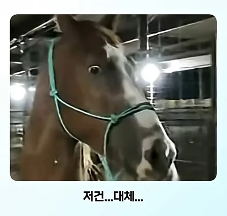 얼룩말 처음 본 말 반응.jpg