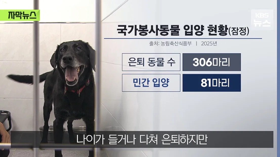 저도 국가 위해 일했어요..은퇴 후 갈곳 잃은 군견 (4)