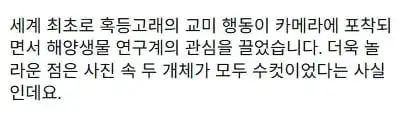 세계최초로 혹등고래 교미 장면 포착 (3)
