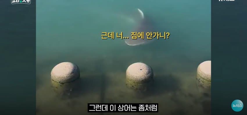 상어 한마리에 3만명 몰려, 부산 명소가 된 북항 (23)