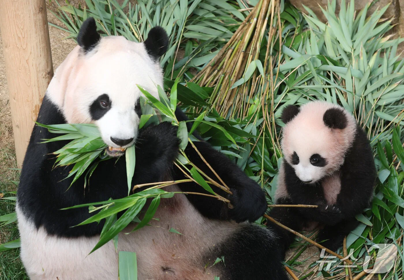 혼자서도 잘 노는 막둥이 슈바오🐼🩵 (13)