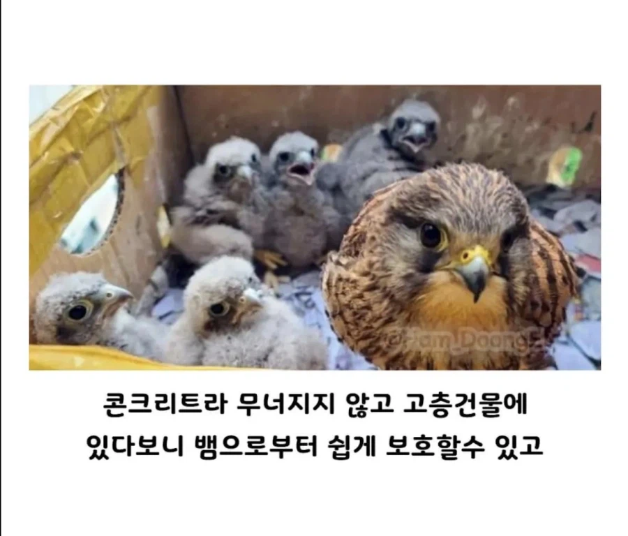 아파트 덕에 번식력이늘어난 동물 (2)