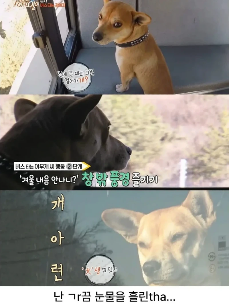 고전] 친구 만나러 혼자 버스타고 5km를 무임승차하는 초롱이