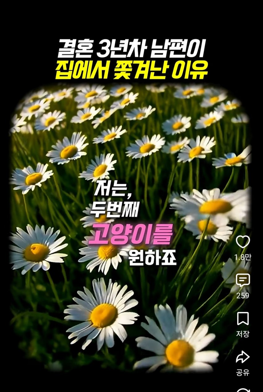 훌쩍훌쩍 부부의 반려동물 고르기촌 (4)