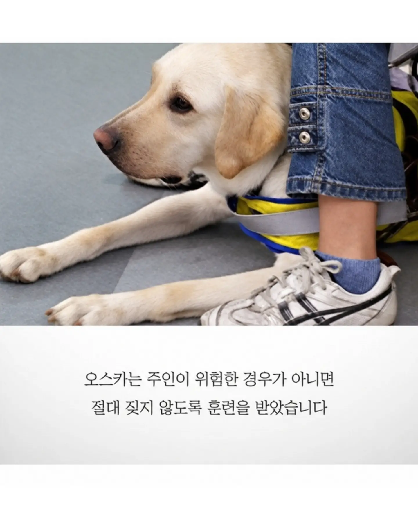 싱글벙글 흉기에 찔려도 참아낸 안내견 오스카 (7)