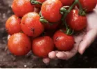 토스쿠폰 방울토마토 3~4번과 외 1~3번과
