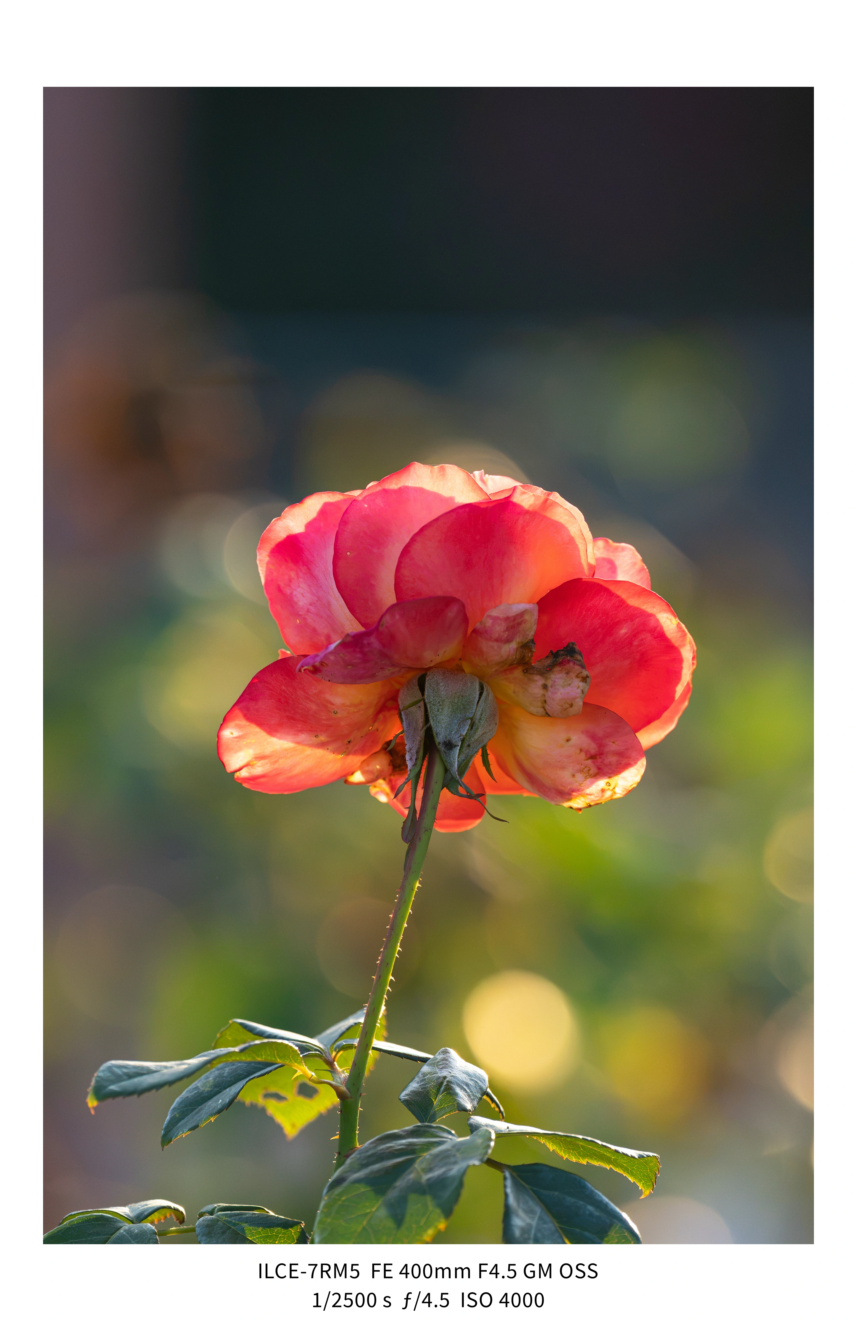 애기사백금(400mm F4.5 GM) non-새찍 작례 (25장) (15)
