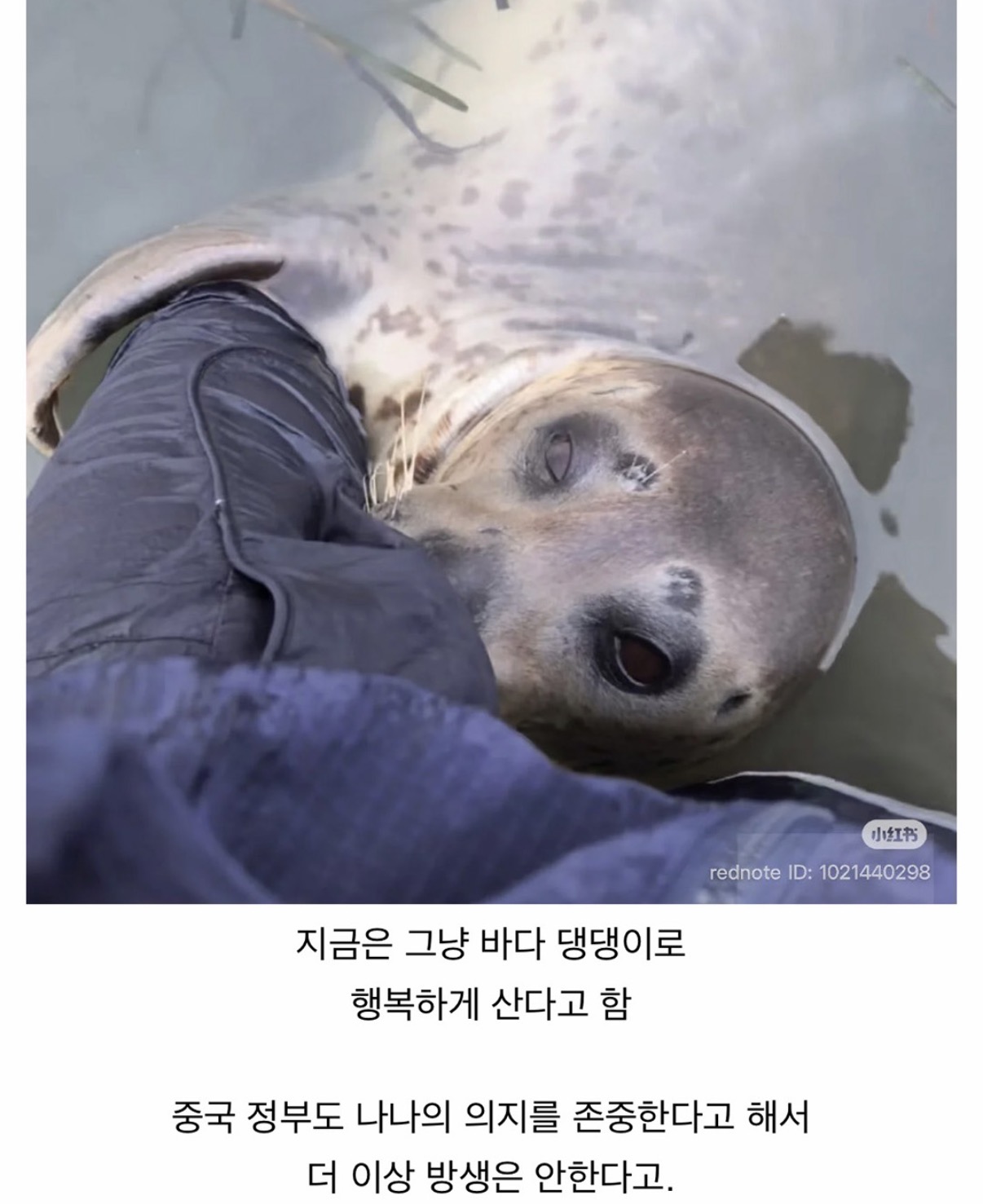 한국에는 부킹이,중국에는 나나 (7)
