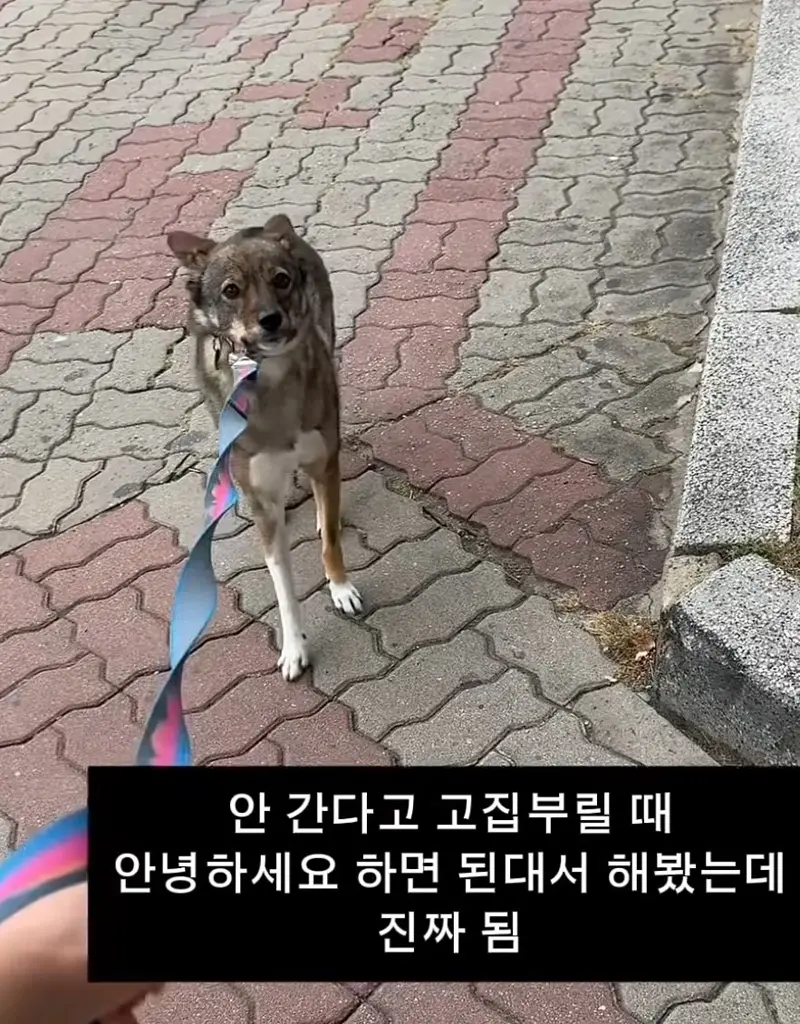 강아지 산책중 멈춰서 안갈때 꿀팁