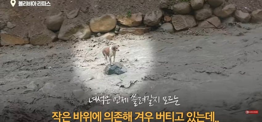 불어난 급류에 강아지 구하러 뛰어든 남자 (2)