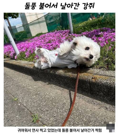 돌풍 불어서 날아간 강아지