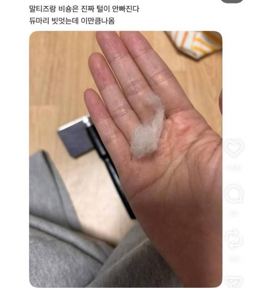 말티즈랑 비숑은 진짜 털이 안빠진다
