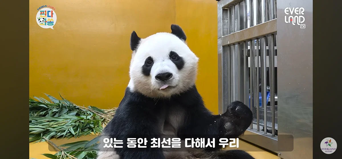[판다와쏭] 루이후이 중국 유학 가기전까지 매일 출근하실거라는 송바오님💜🩷🐼🐼 (5)