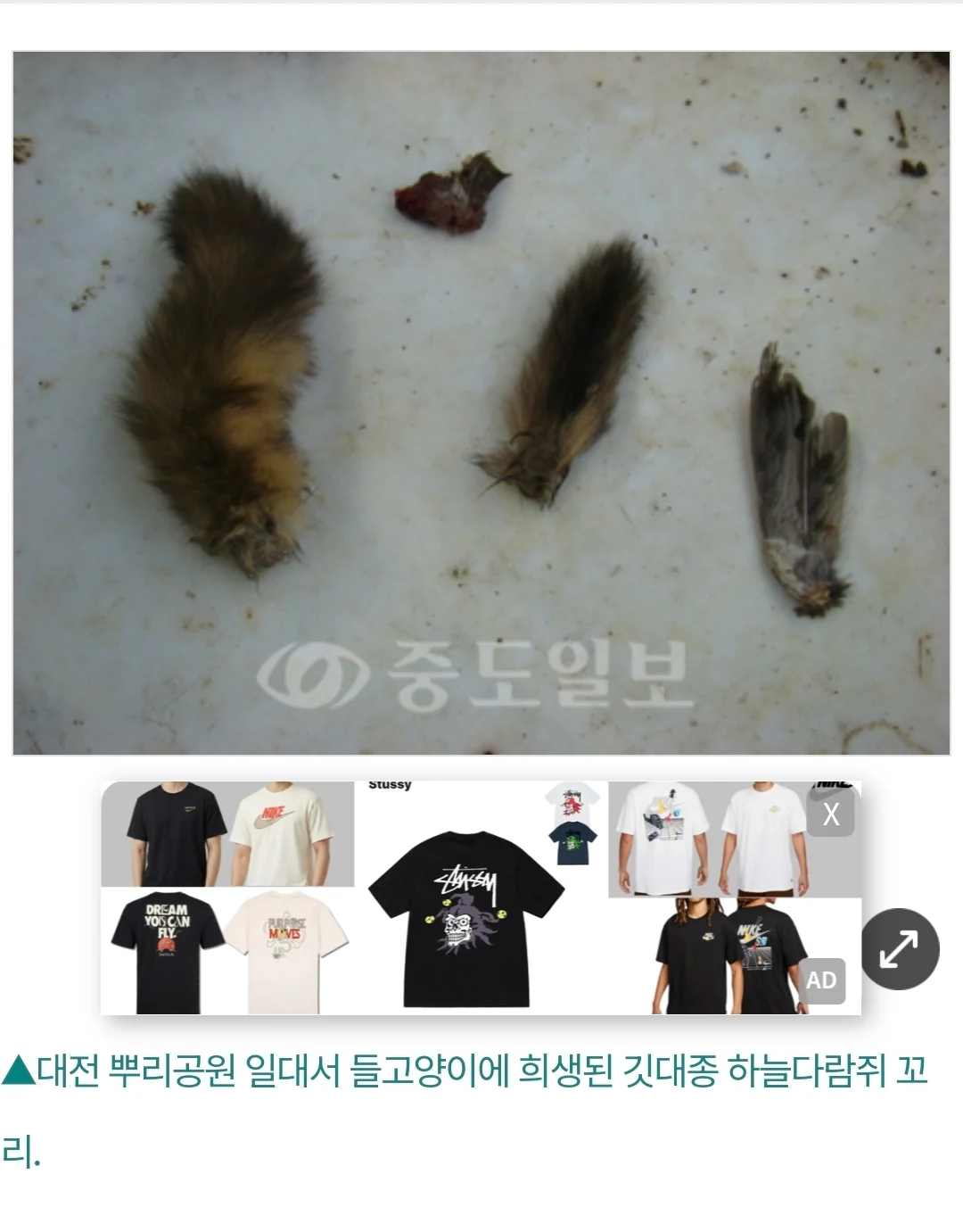 천연기념물인 하늘다람쥐 학살하는 좆냥이 (6)