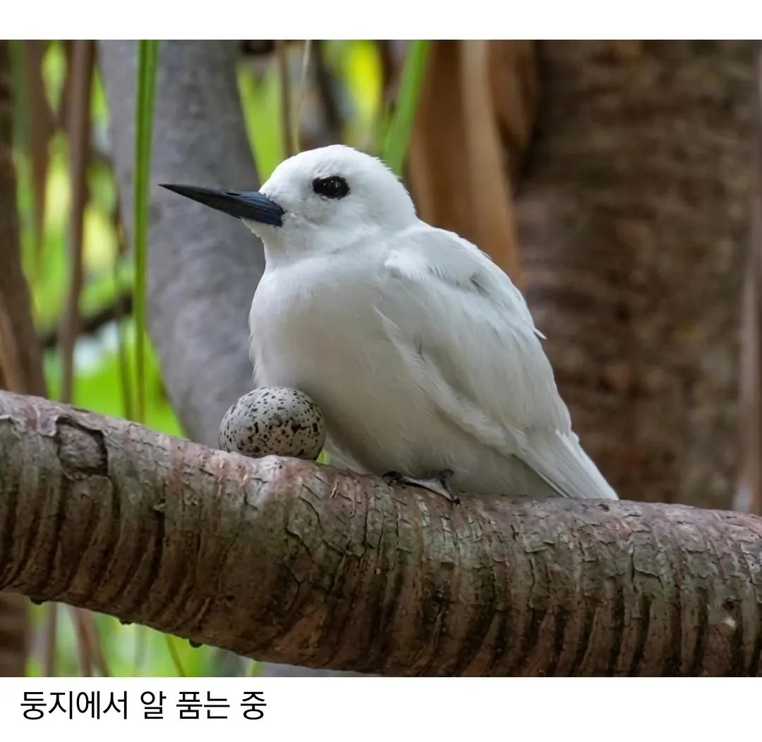 태어난 김에 대충 사는 새 (3)
