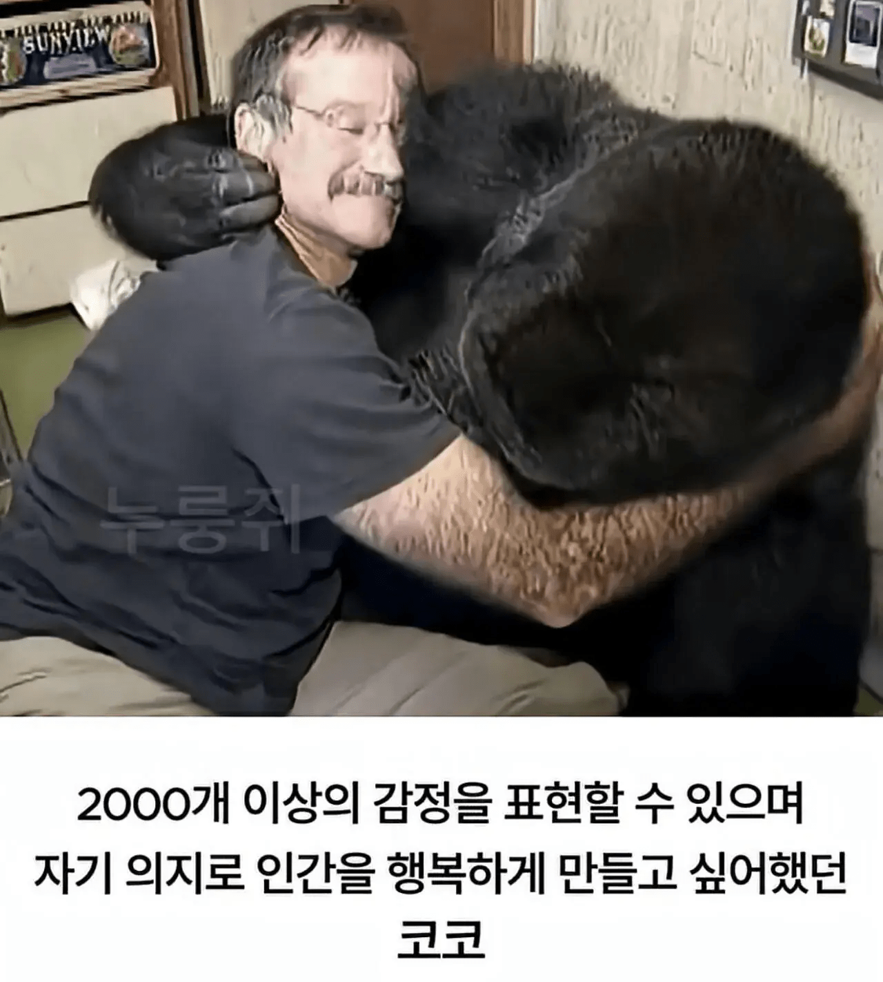 세계 최초로 수어를 이용해 인간과의 대화에 성공한 고릴라 (15)