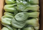 국내산 청경채 2kg 5,900원 / 꽃상추 2kg 내외 4,900원