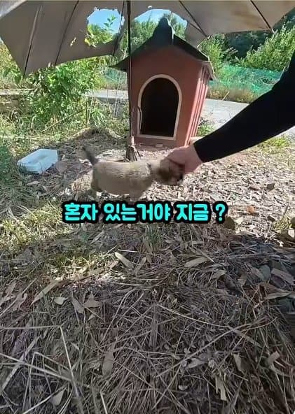 조회수1500만 견주 허락 없이 1개월 아기 강아지 그늘막 설치 사연, (4)