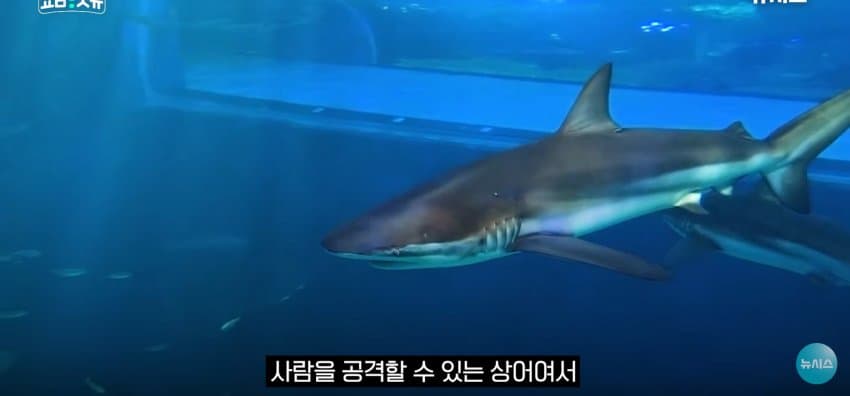 상어 한마리에 3만명 몰려, 부산 명소가 된 북항 (21)